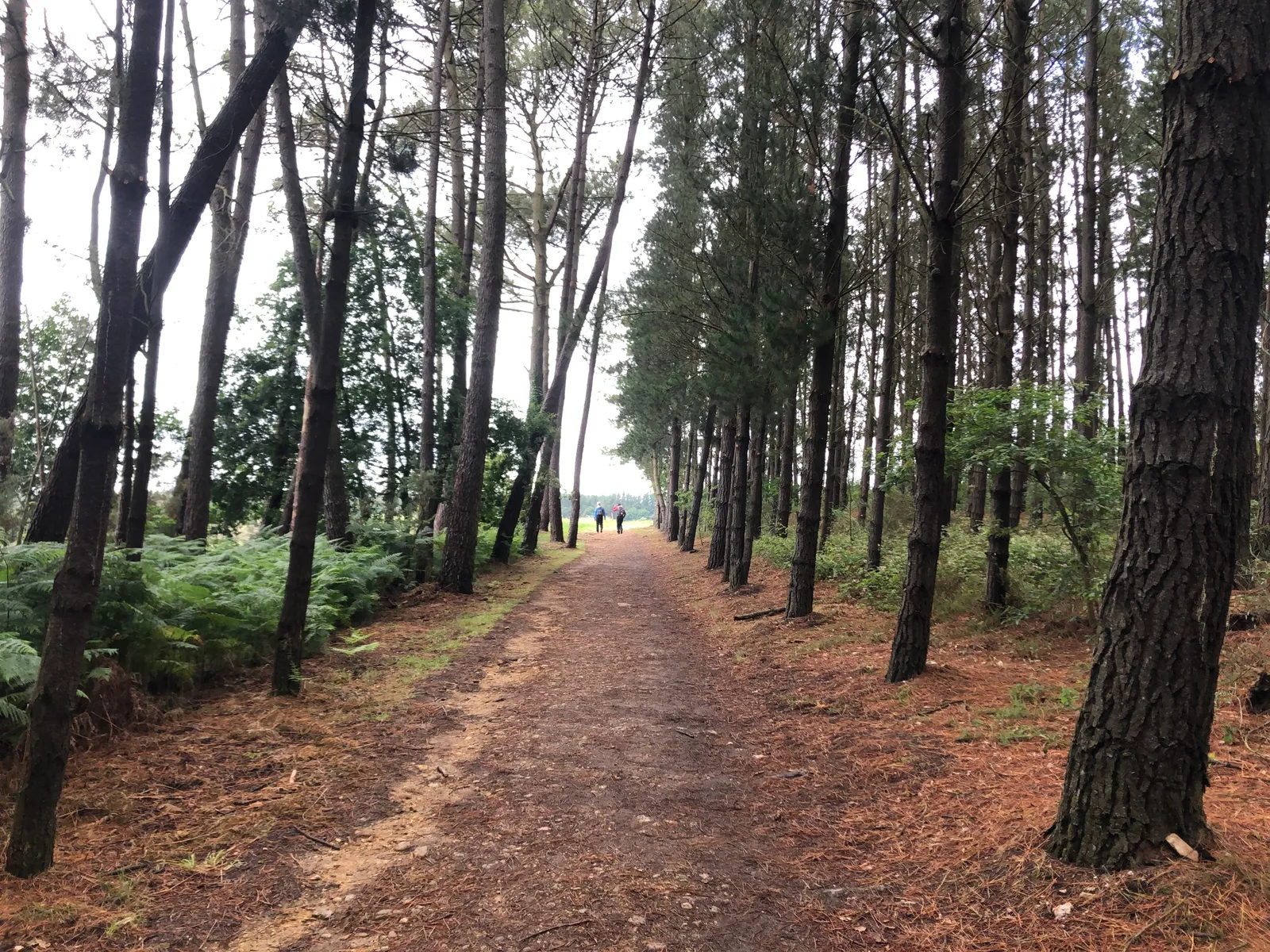 Gerade Waldweg mit Birkenstämmen links und rechts, rötlich-brauner Boden, zwei Pilgerer in der Ferne, grüne Vegetation