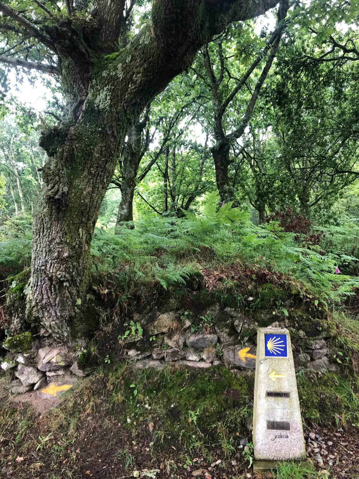 Moosiger Waldweg mit altem Baum, Jakobsweg-Wegweiser mit blauer Muschel und gelben Markierungen auf Stein