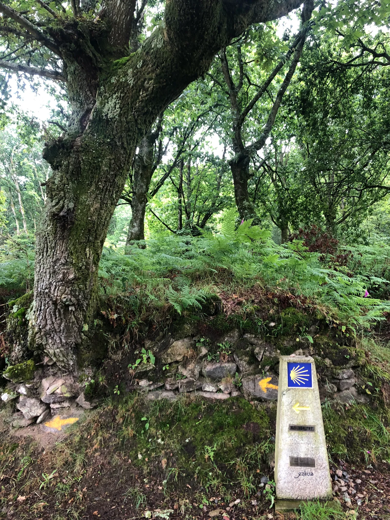 Moosiger Waldweg mit altem Baum, Jakobsweg-Wegweiser mit blauer Muschel und gelben Markierungen auf Stein