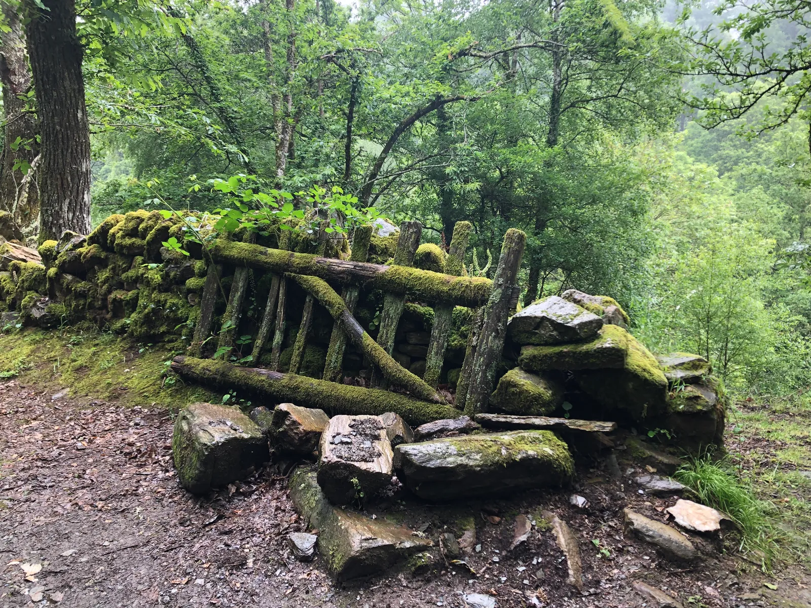 Moosbedeckte Holzstrukturen und Baumstämme im dichten Waldwald entlang des Jakobswegs, umgeben von grüner Vegetation