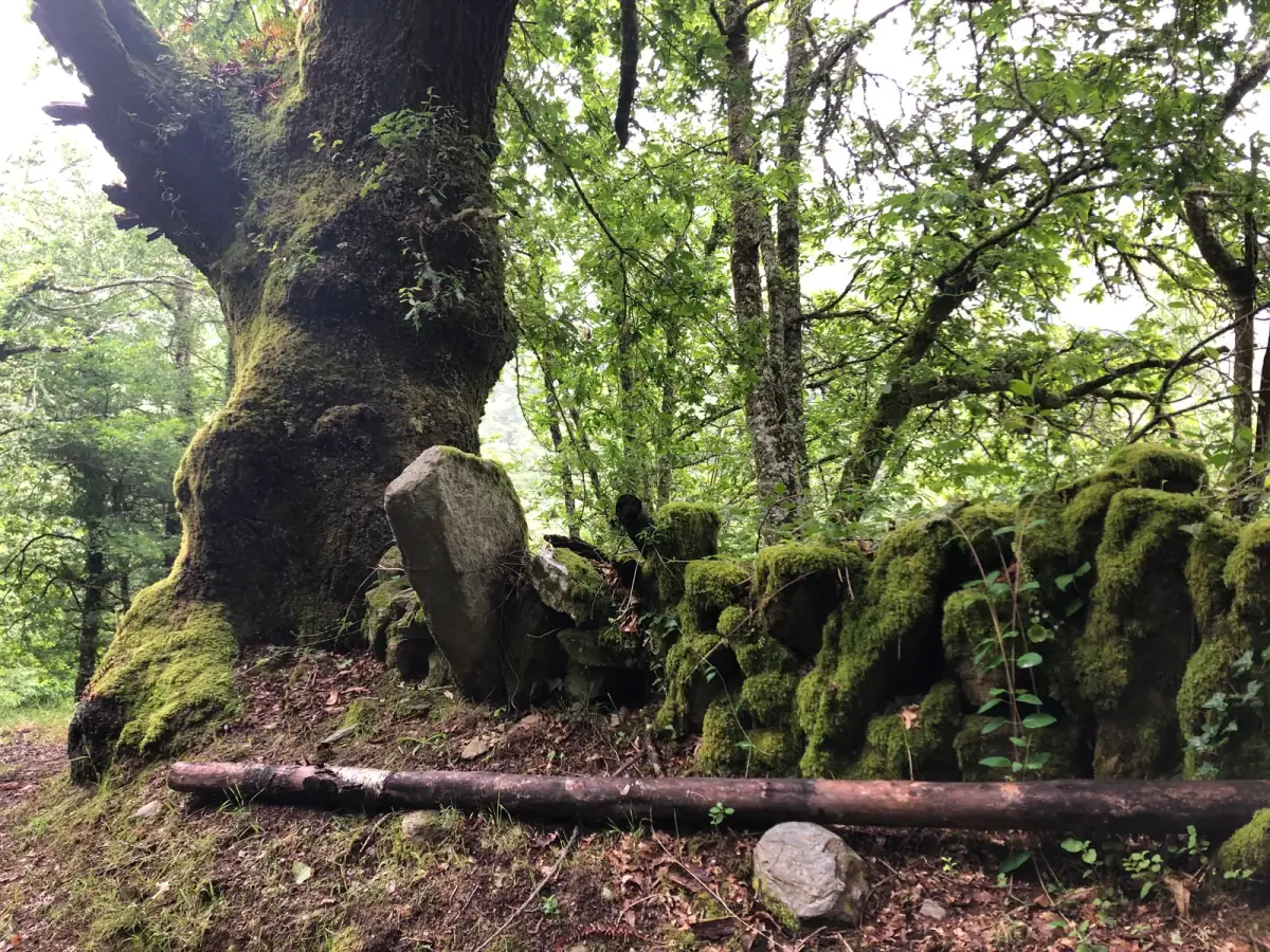 Waldiger Jakobsweg mit alten, moosbedeckten Steinen und umgestürztem Baumstamm in feuchter Berglandschaft