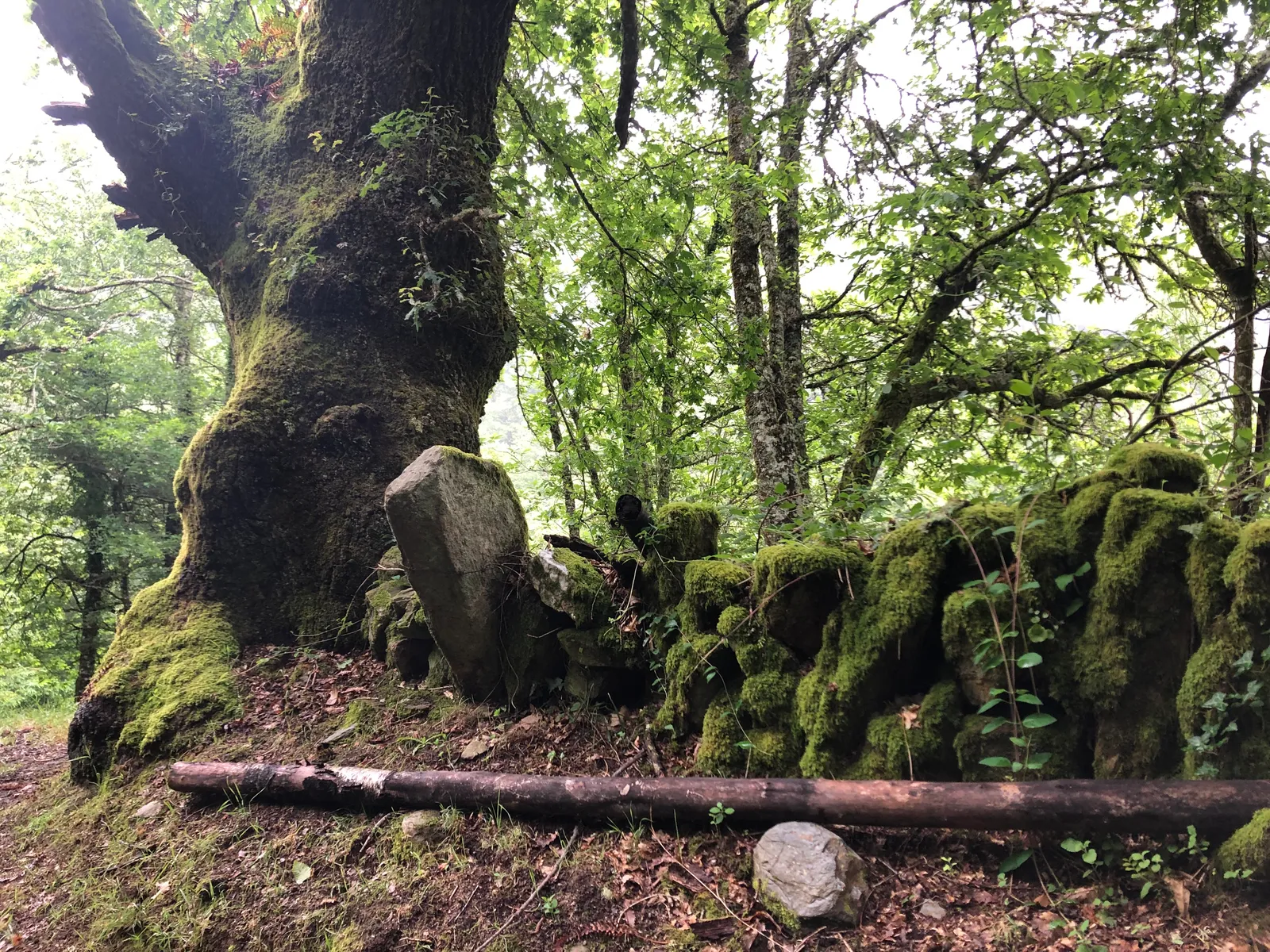Waldiger Jakobsweg mit alten, moosbedeckten Steinen und umgestürztem Baumstamm in feuchter Berglandschaft