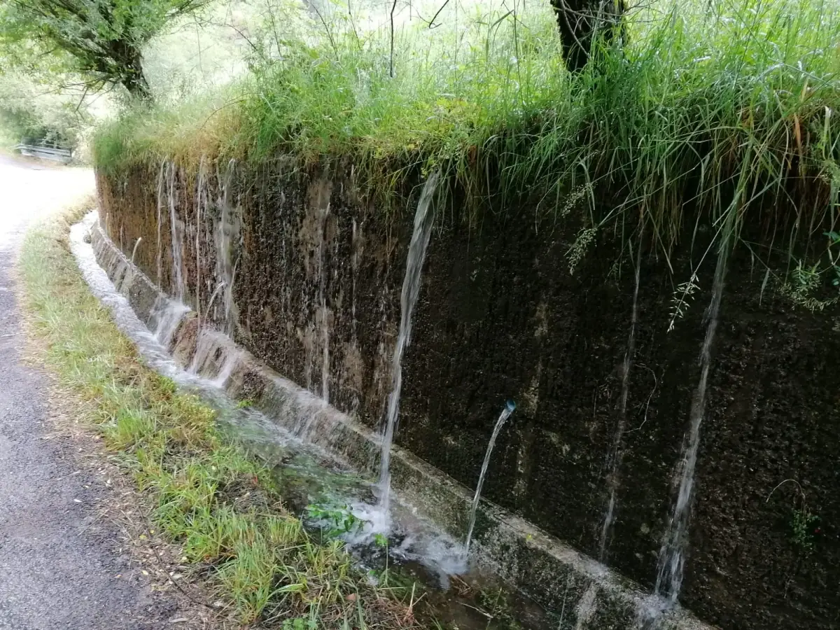 Regennasse Natursteinmauer mit Moos bewachsen, darüber grüne Vegetation, daneben feuchter Gehweg