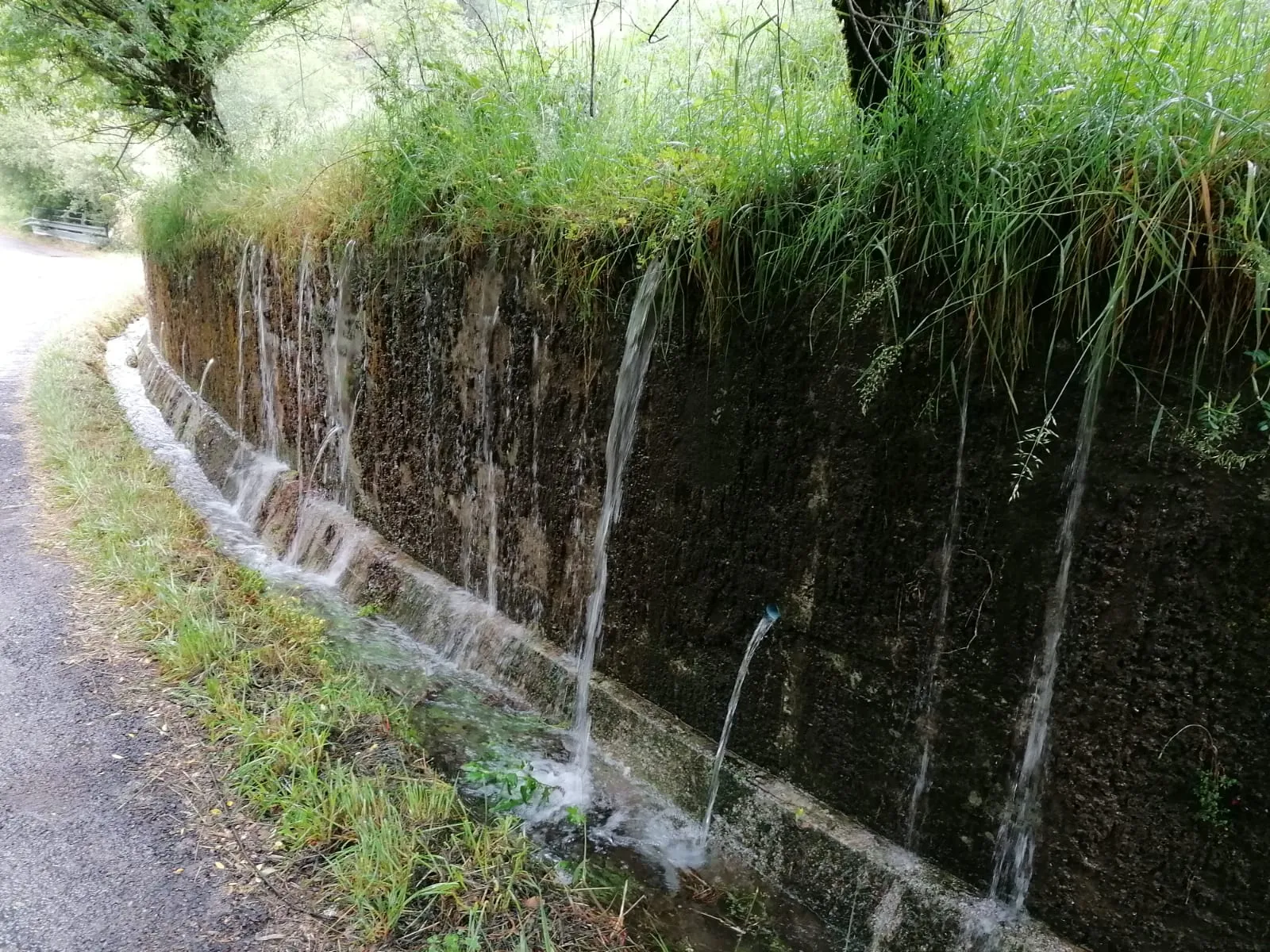 Regennasse Natursteinmauer mit Moos bewachsen, darüber grüne Vegetation, daneben feuchter Gehweg