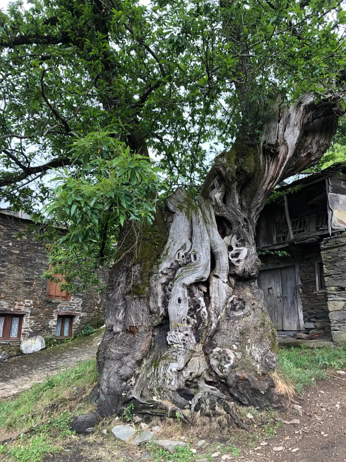 Knorriger, moosiger Baum mit charaktervollem Stamm in einem Bergdorf, umgeben von alten Steingebäuden