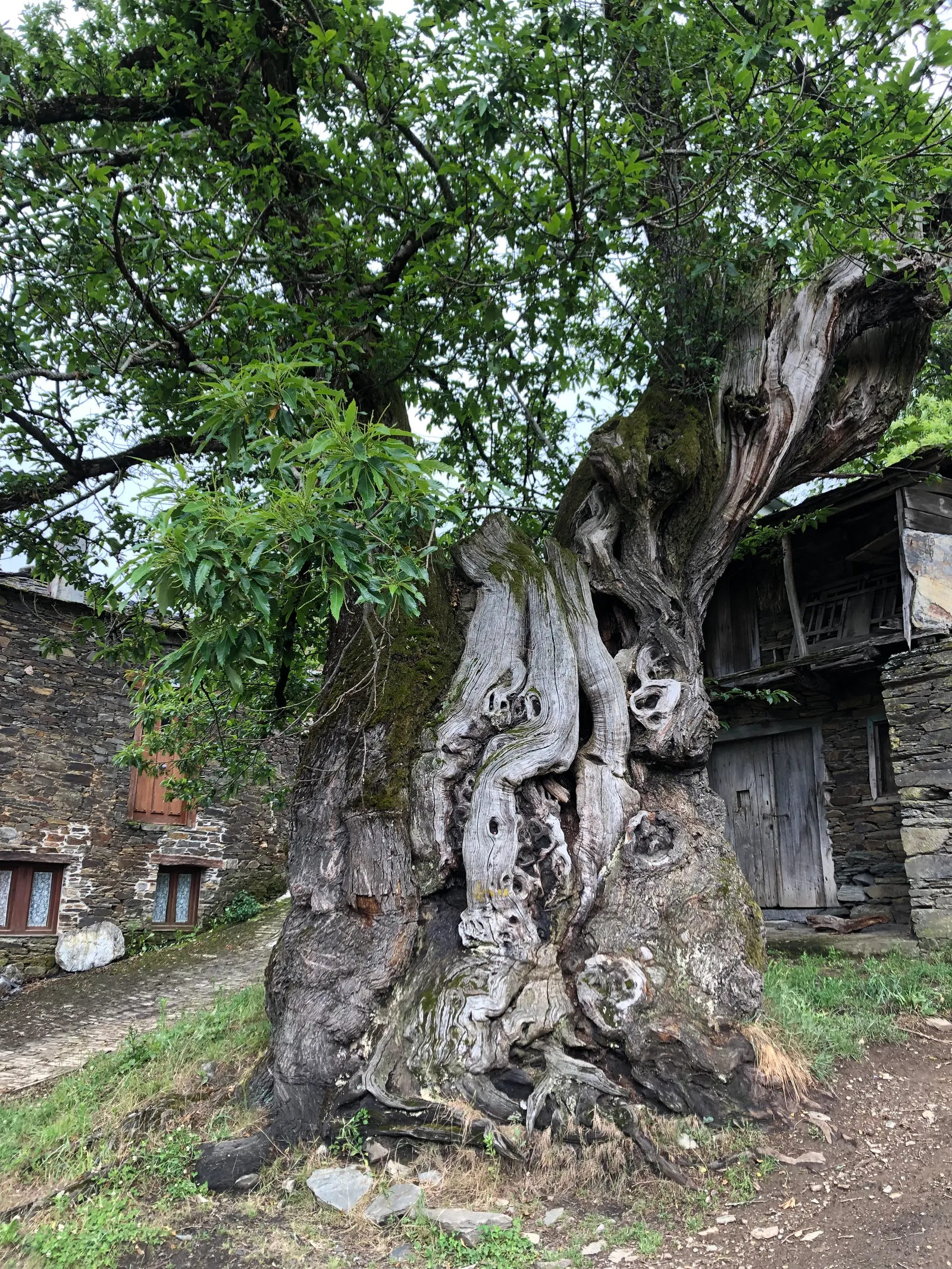 Knorriger, moosiger Baum mit charaktervollem Stamm in einem Bergdorf, umgeben von alten Steingebäuden