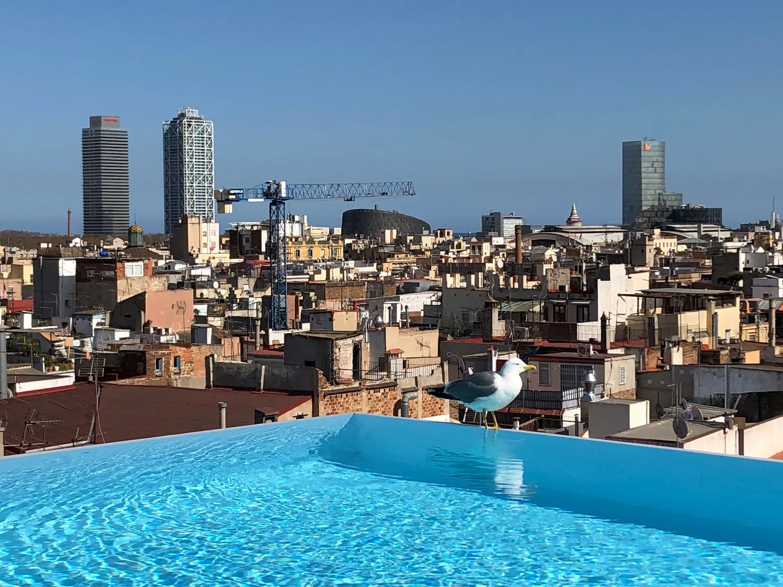 Blick von einem Dachpool auf die Silhouette Barcelonas mit bunten Häusern, modernen Hochhäusern und einer Möwe am Wasserrand