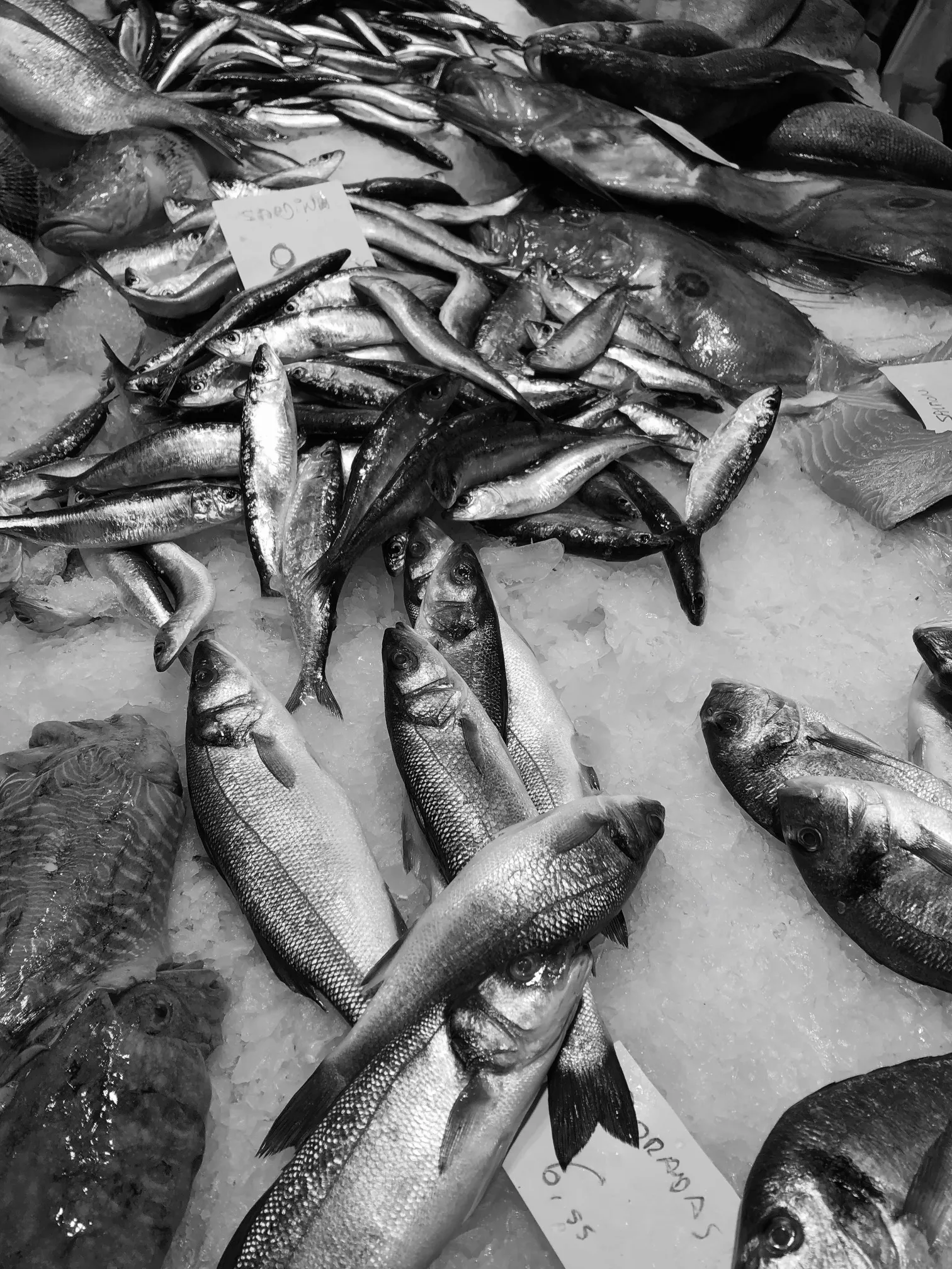 Fischmarkt mit verschiedenen frischen Fischen auf Eis, darunter Makrelen und andere Meeresfische mit Preisschildern