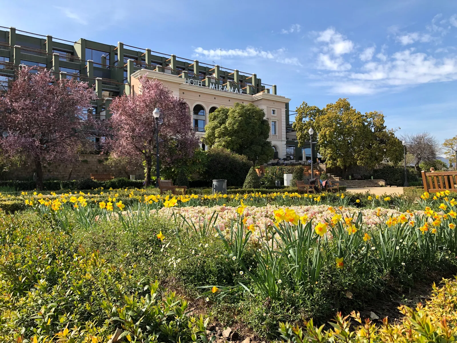 Frühjahrsblüte mit gelben Narzissen im Garten vor dem Hotel Miramare
