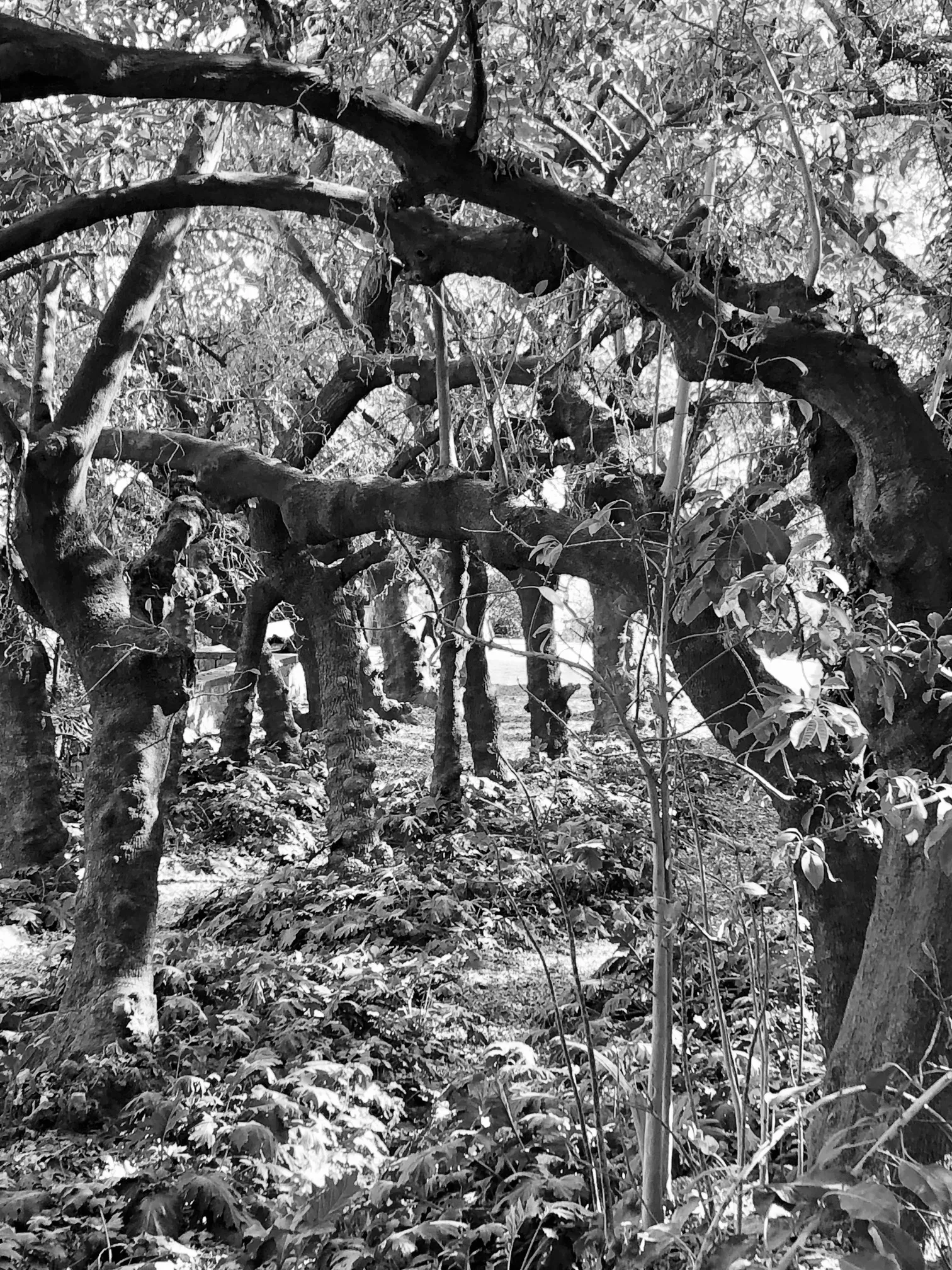 Schwarzweiß-Aufnahme eines verwilderten Gartens mit knorrigen, mächtigen Bäumen und üppiger Vegetation unter diffusem Licht