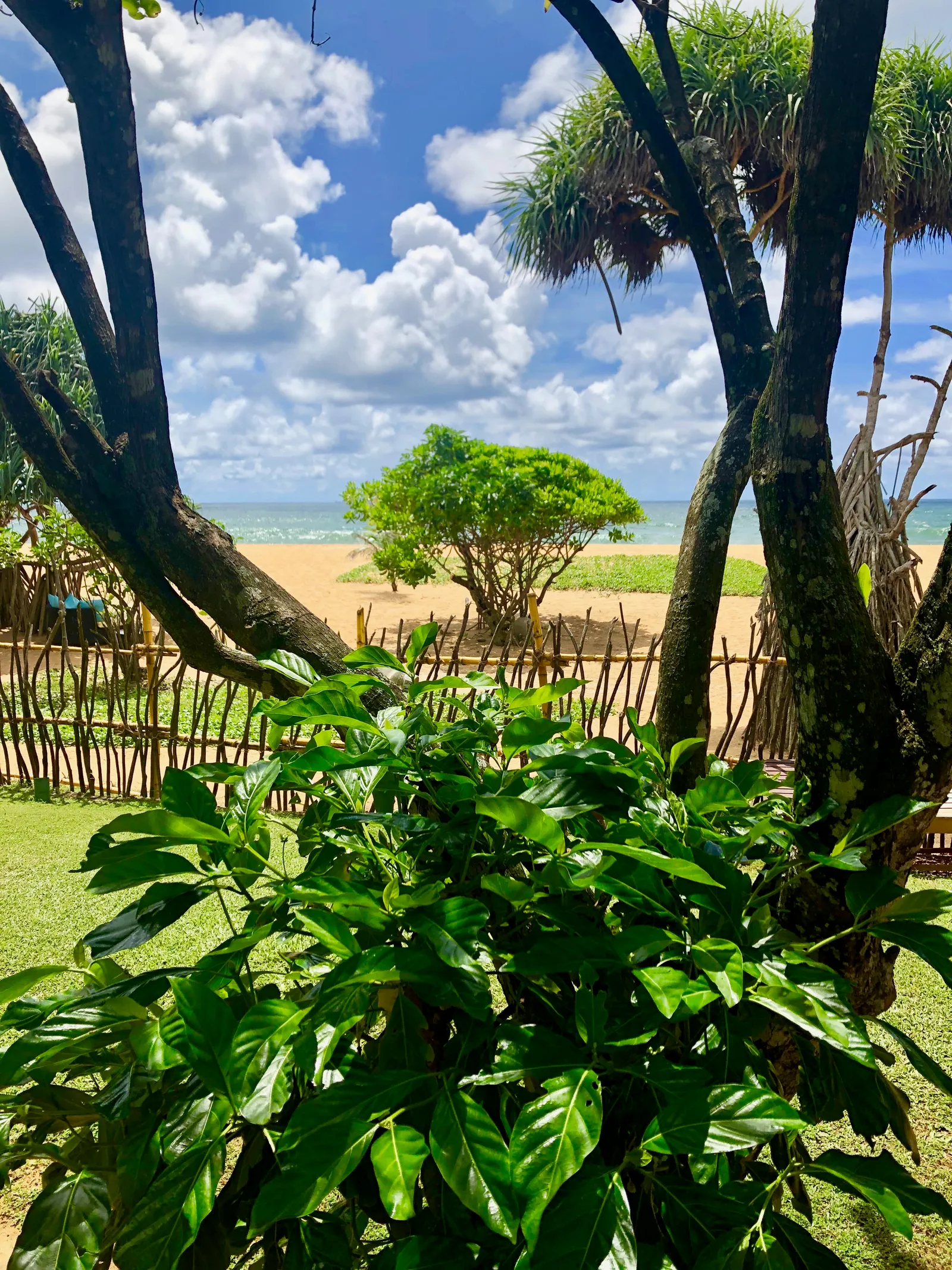 Tropische Strandlandschaft mit Palmen, grüner Vegetation und Holzpalisadenzaun, Blick aufs Meer unter blauem Himmel