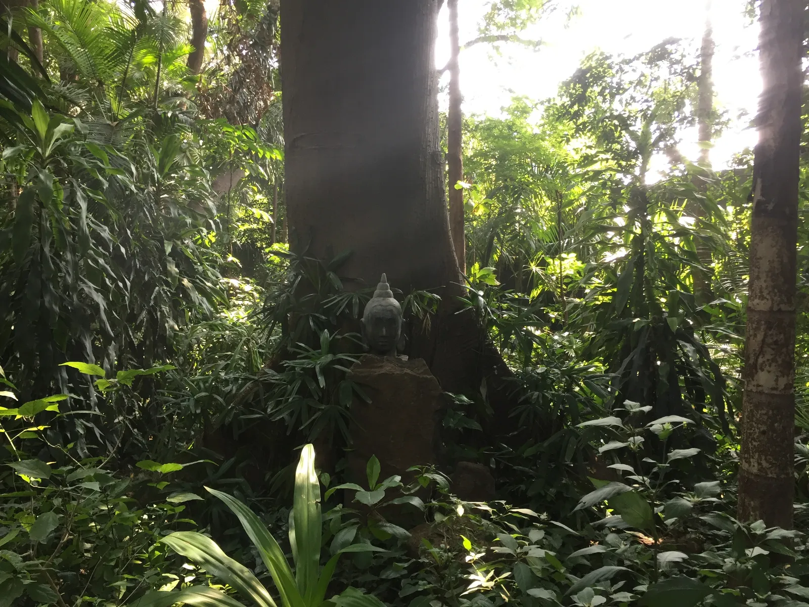 Dichter tropischer Wald mit mächtigen Baumstämmen, üppiger Vegetation und Buddha-Statue zwischen Pflanzen im Schatten
