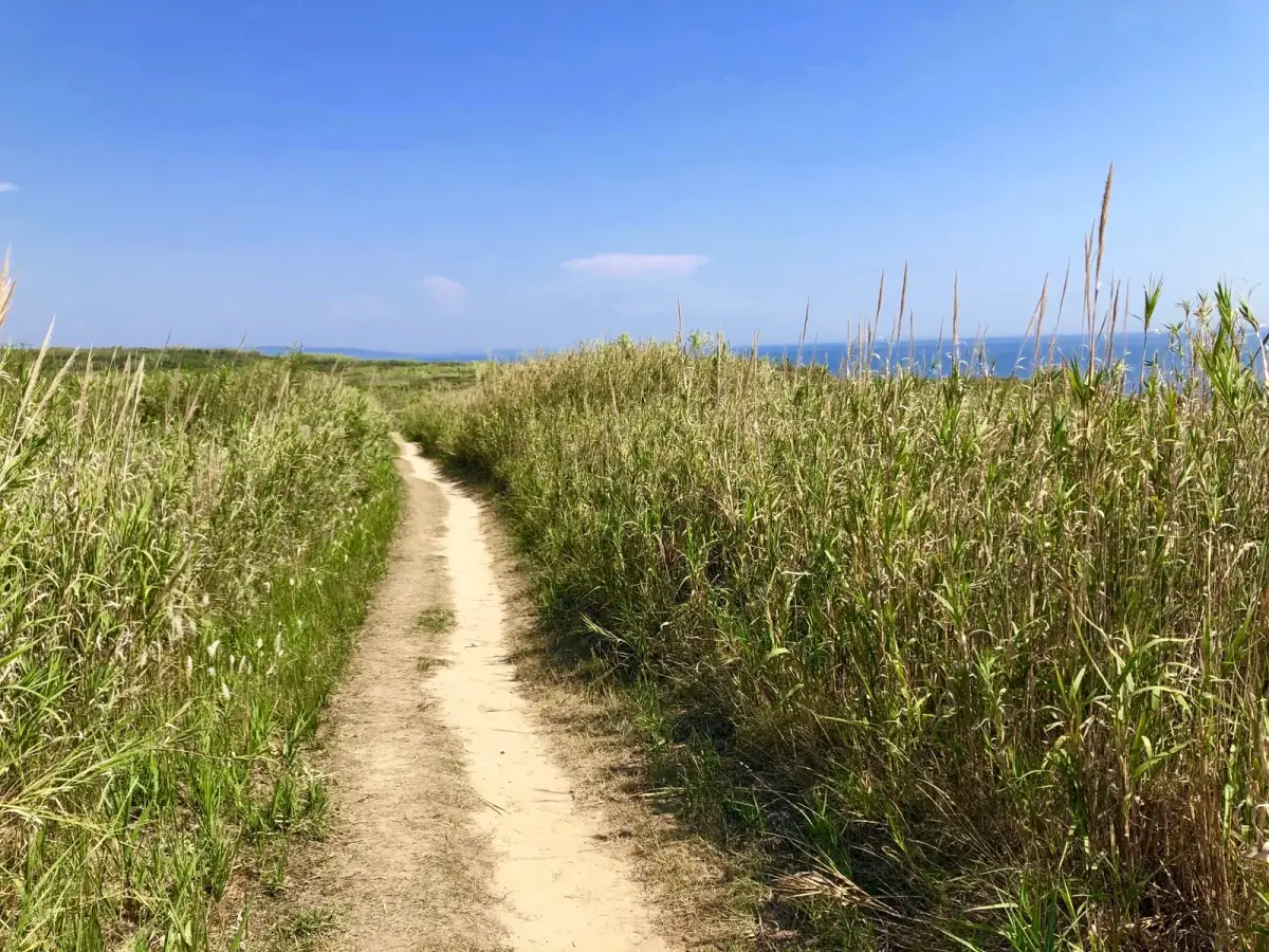 Schmaler Sandweg zwischen hohem Schilf und Bambus führt über flache Insellandschaft zum Meer, klarer Himmel