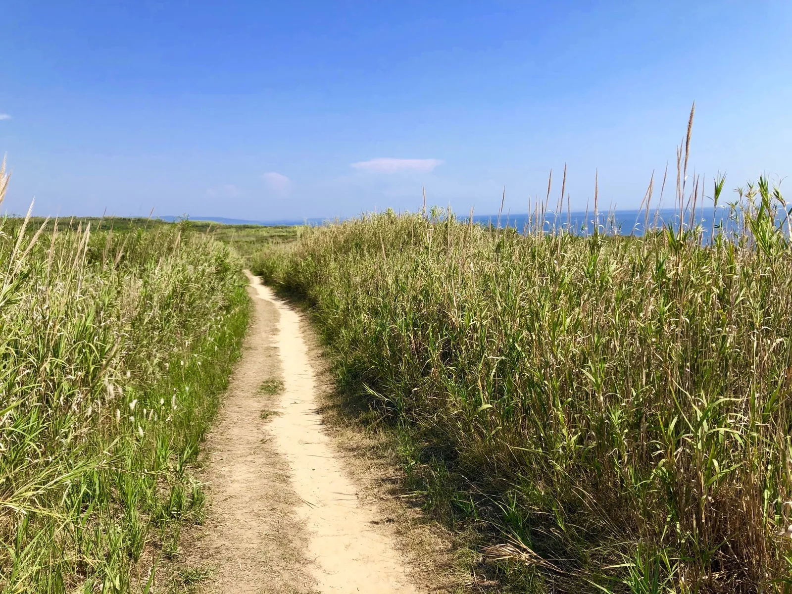 Schmaler Sandweg zwischen hohem Schilf und Bambus führt über flache Insellandschaft zum Meer, klarer Himmel