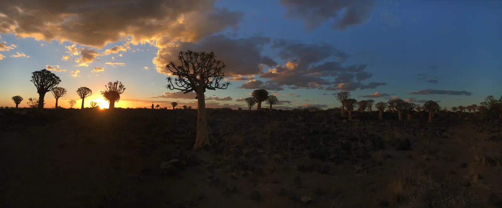 Sonnenuntergang über der Wüstenlandschaft mit charakteristischen Köcherbäumen in Namibia