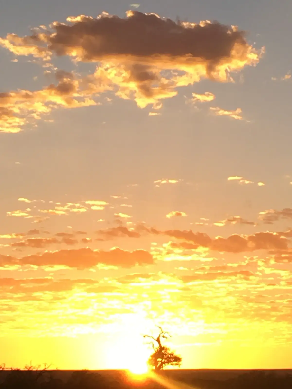 Knorriger Baum im Gegenlicht der aufgehenden Sonne über der namibischen Savanne, dramatische Wolkenformation am Himmel