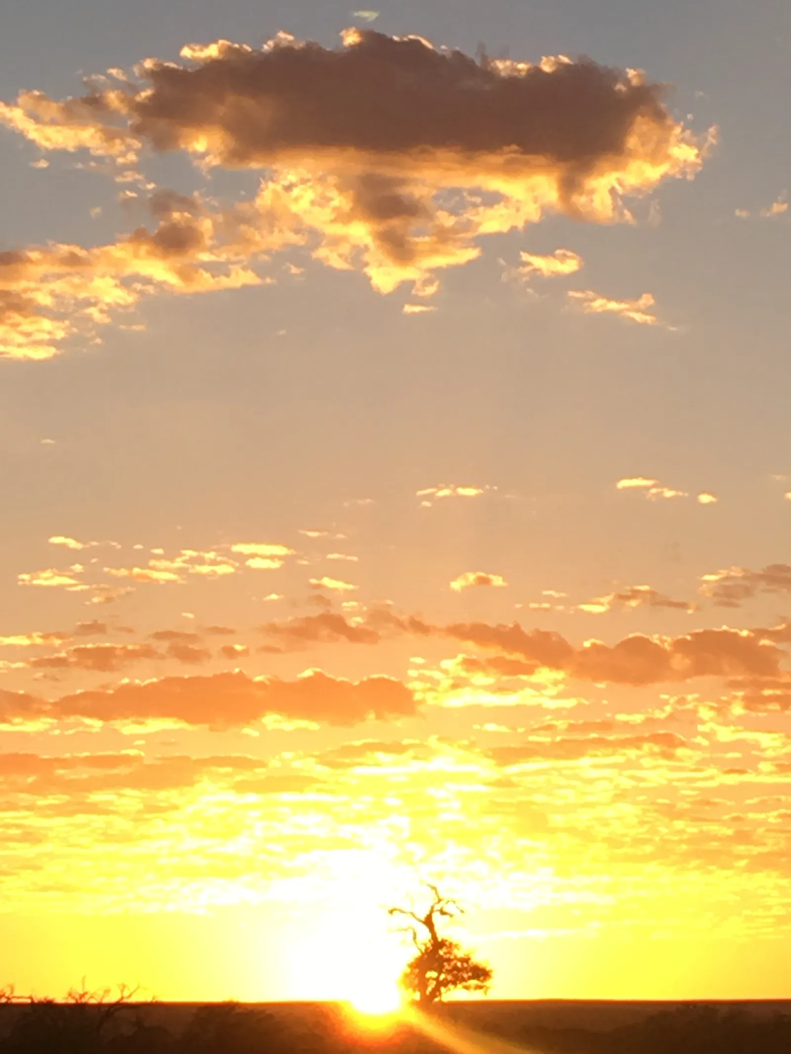 Knorriger Baum im Gegenlicht der aufgehenden Sonne über der namibischen Savanne, dramatische Wolkenformation am Himmel