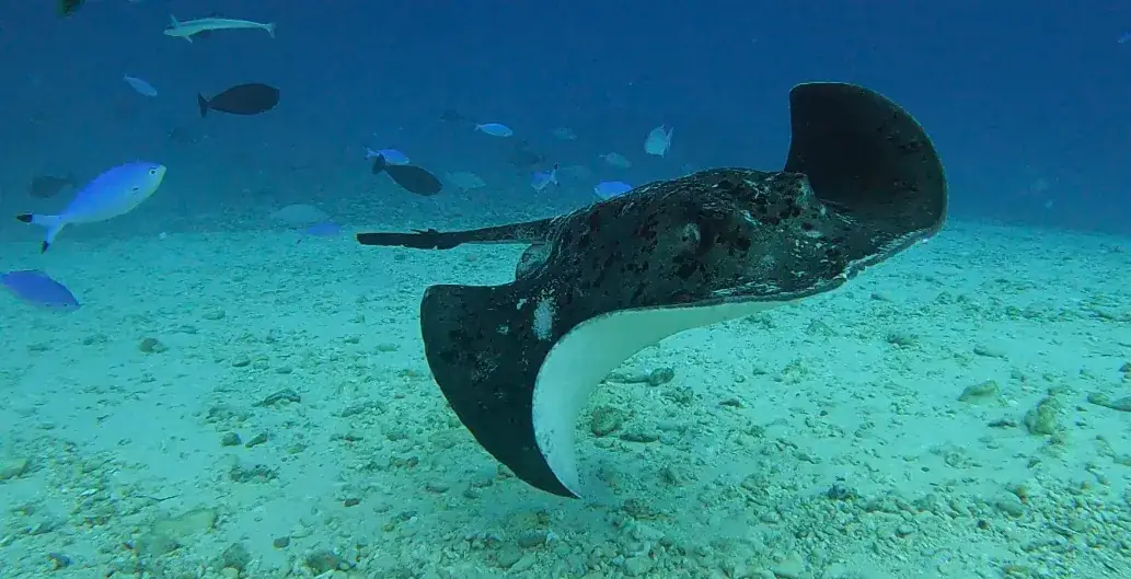 Manta-Rochen gleitet mit wellenartigen Bewegungen über den sandigen Meeresboden, umgeben von Fischen in türkisblauem Wasser
