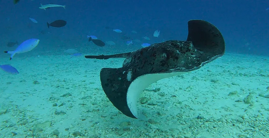 Manta-Rochen gleitet mit wellenartigen Bewegungen über den sandigen Meeresboden, umgeben von Fischen in türkisblauem Wasser