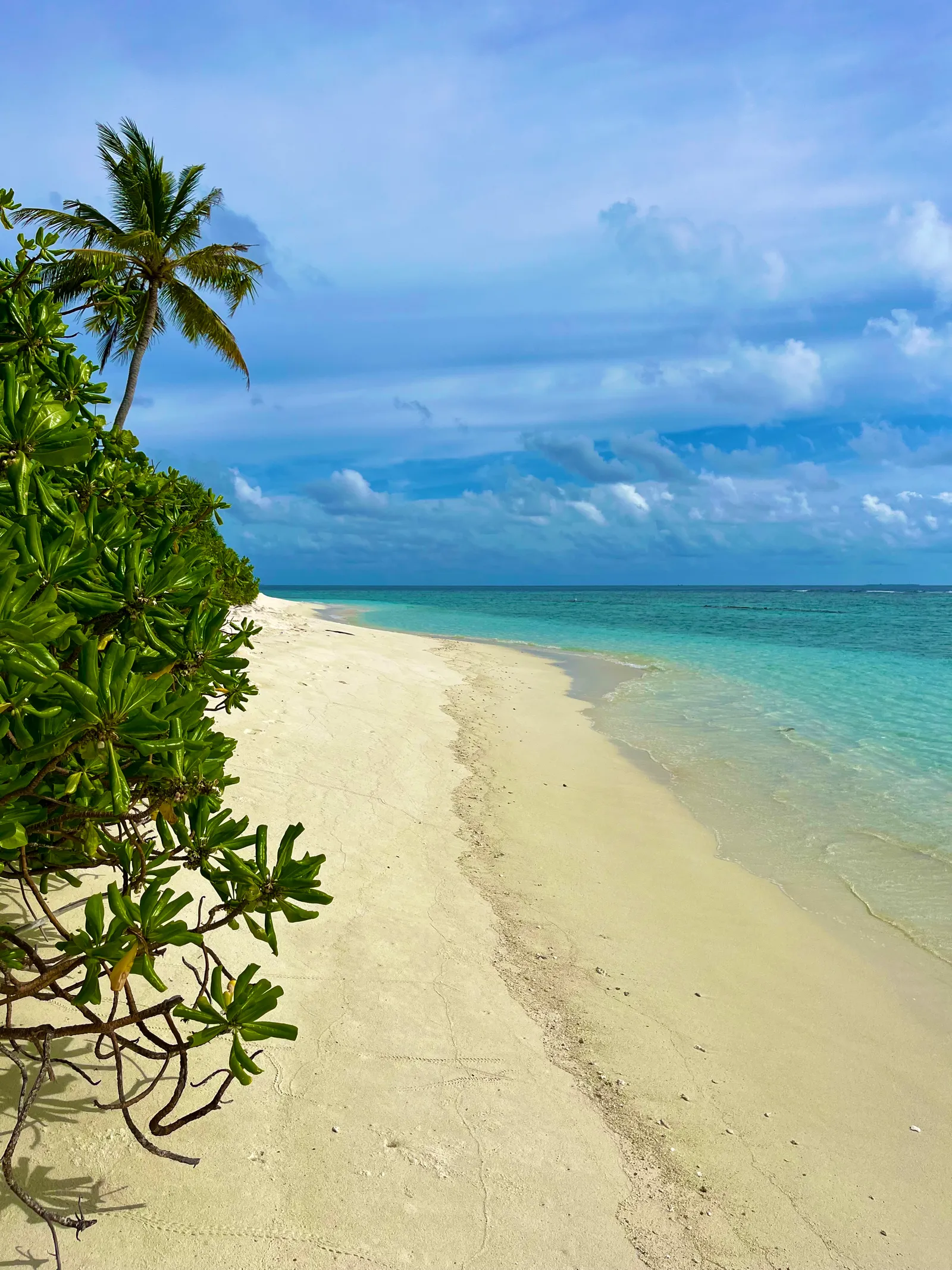 Tropischer Sandstrand mit Palmen und Mangroven, türkisfarbenes Wasser und blauem Himmel mit weißen Wolken