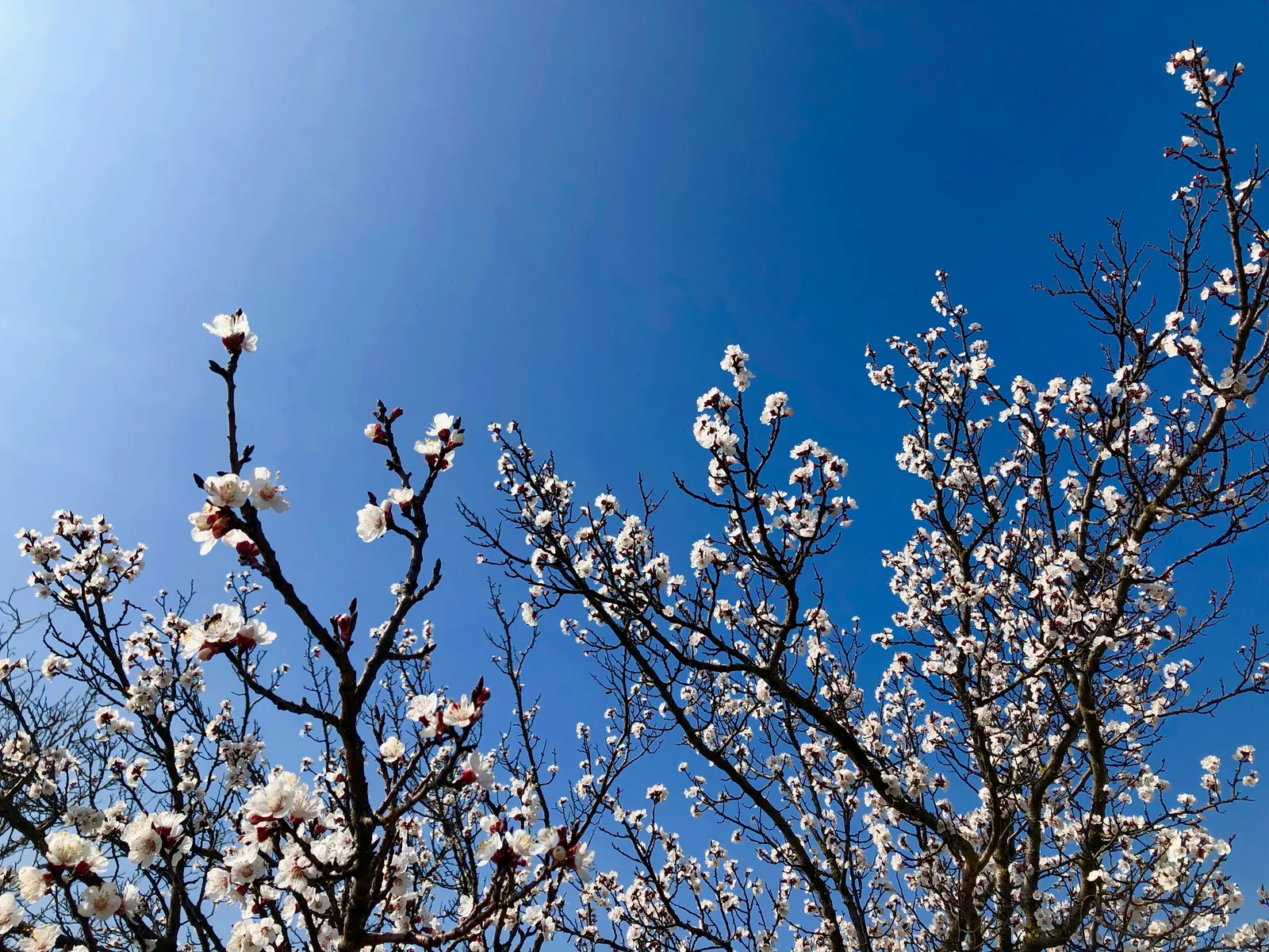 Magnolienblüten in voller Blüte vor tiefblauem Himmel, zarte weiße Blütenkelche an dunklen Ästen