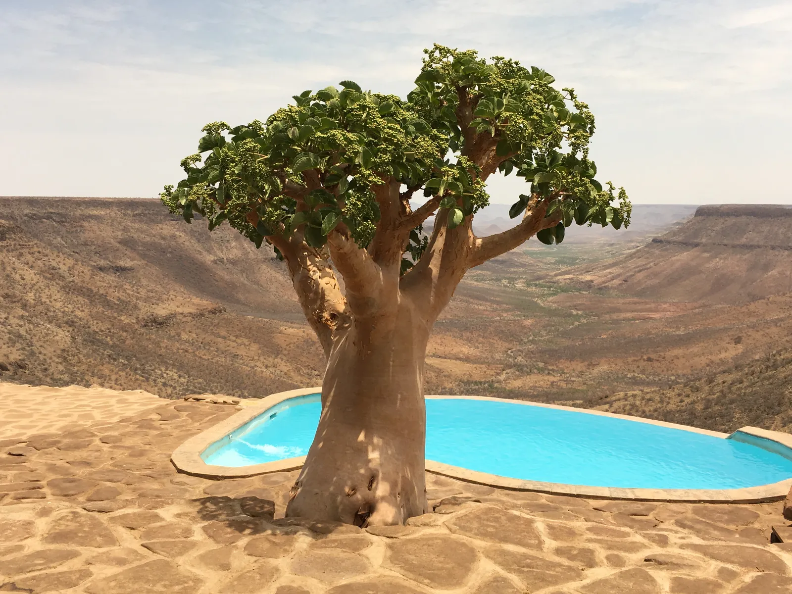 Knorriger Baum mit grünem Blätterdach steht neben türkisblauem Pool in steiniger Wüstenlandschaft mit Canyonblick