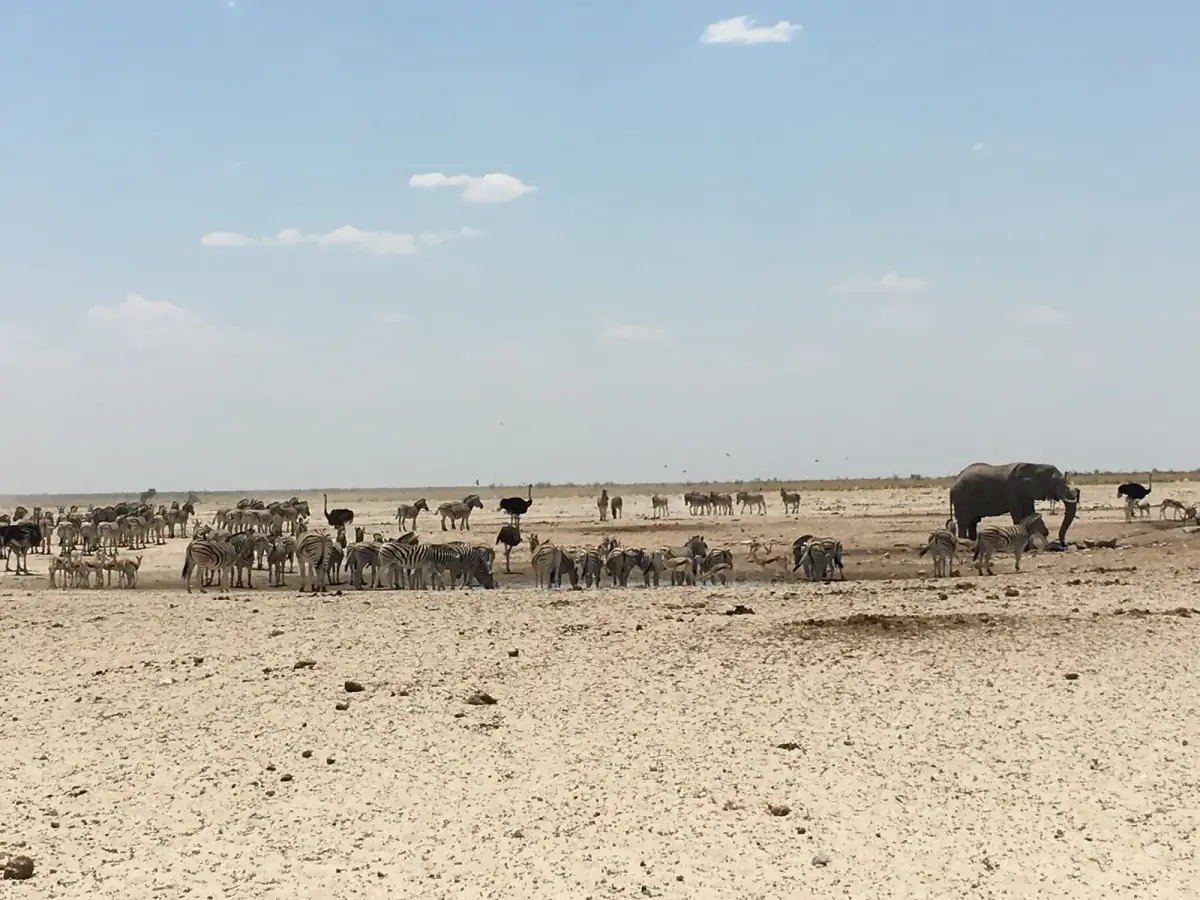 Trockene Savannenlandschaft mit Zebras, Elefanten und weiteren Wildtieren an einer Wasserstelle versammelt