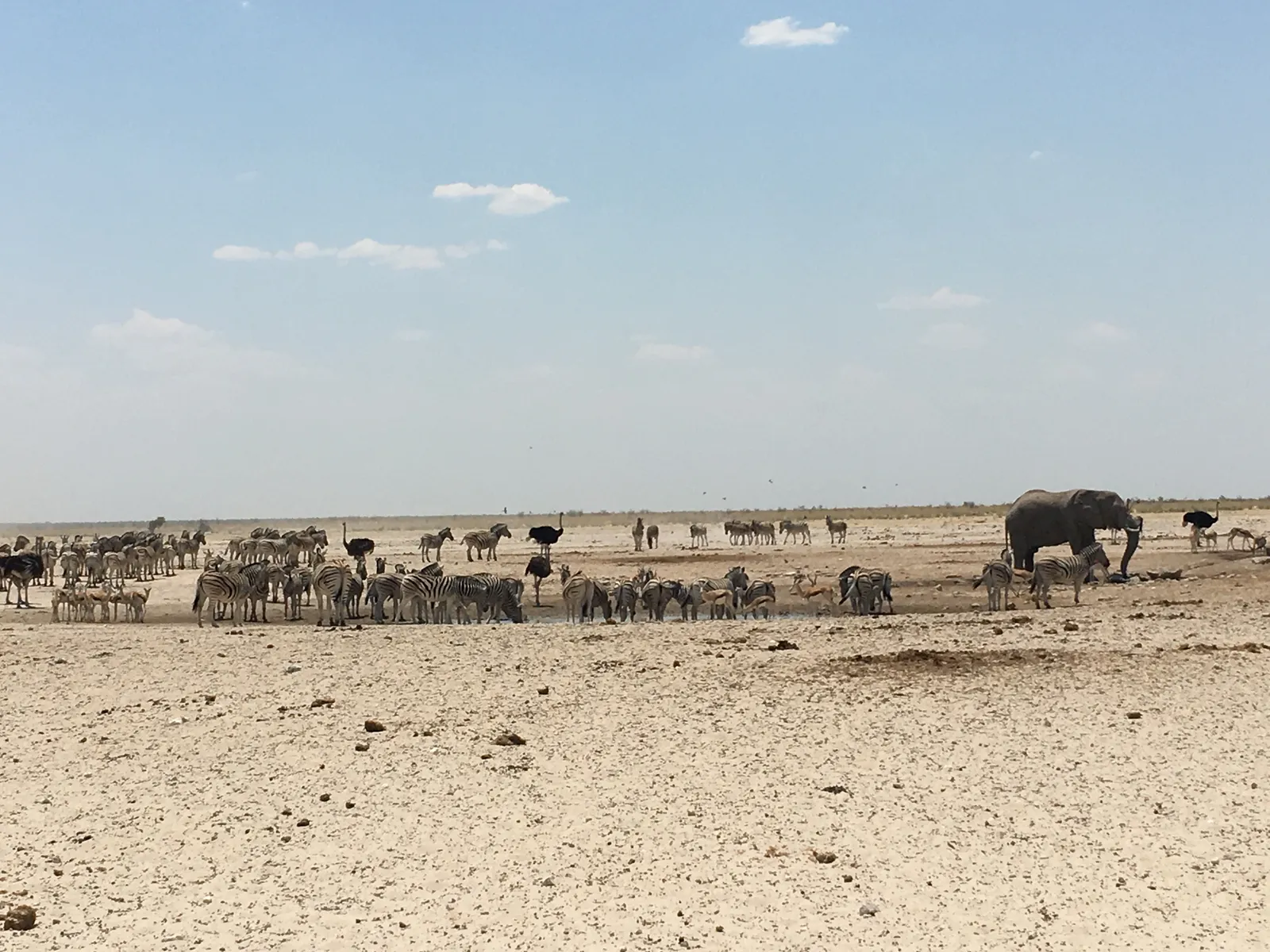 Trockene Savannenlandschaft mit Zebras, Elefanten und weiteren Wildtieren an einer Wasserstelle versammelt