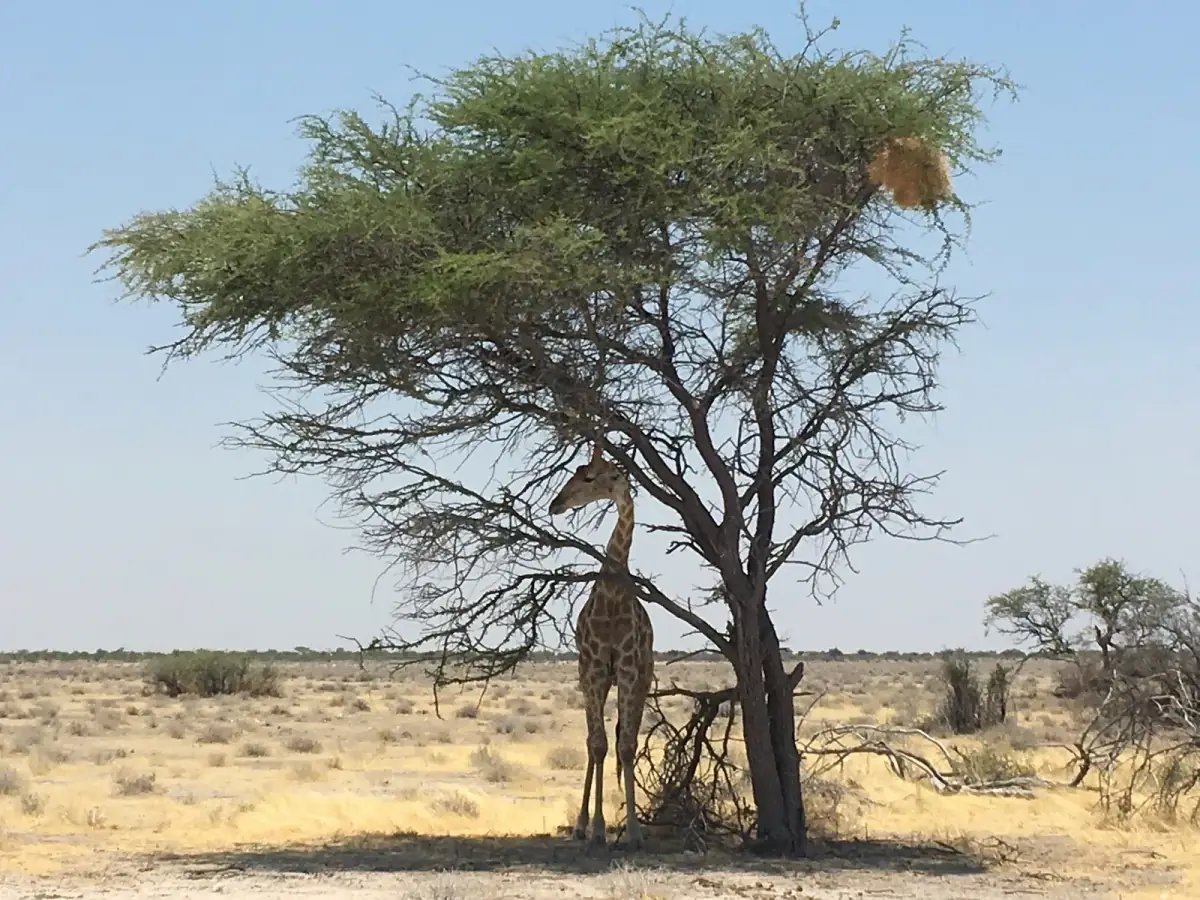 Giraffe reckt ihren langen Hals zu den Blättern einer dürren Akazie in der weiten, trockenen Steppe Namibias