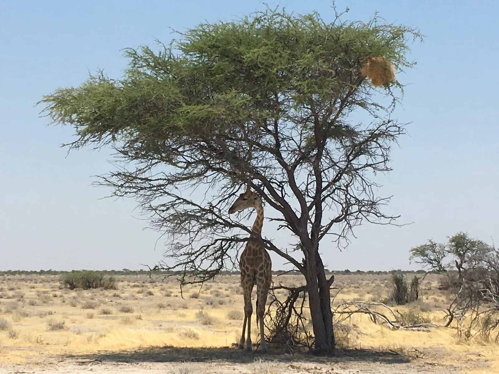 Giraffe reckt ihren langen Hals zu den Blättern einer dürren Akazie in der weiten, trockenen Steppe Namibias
