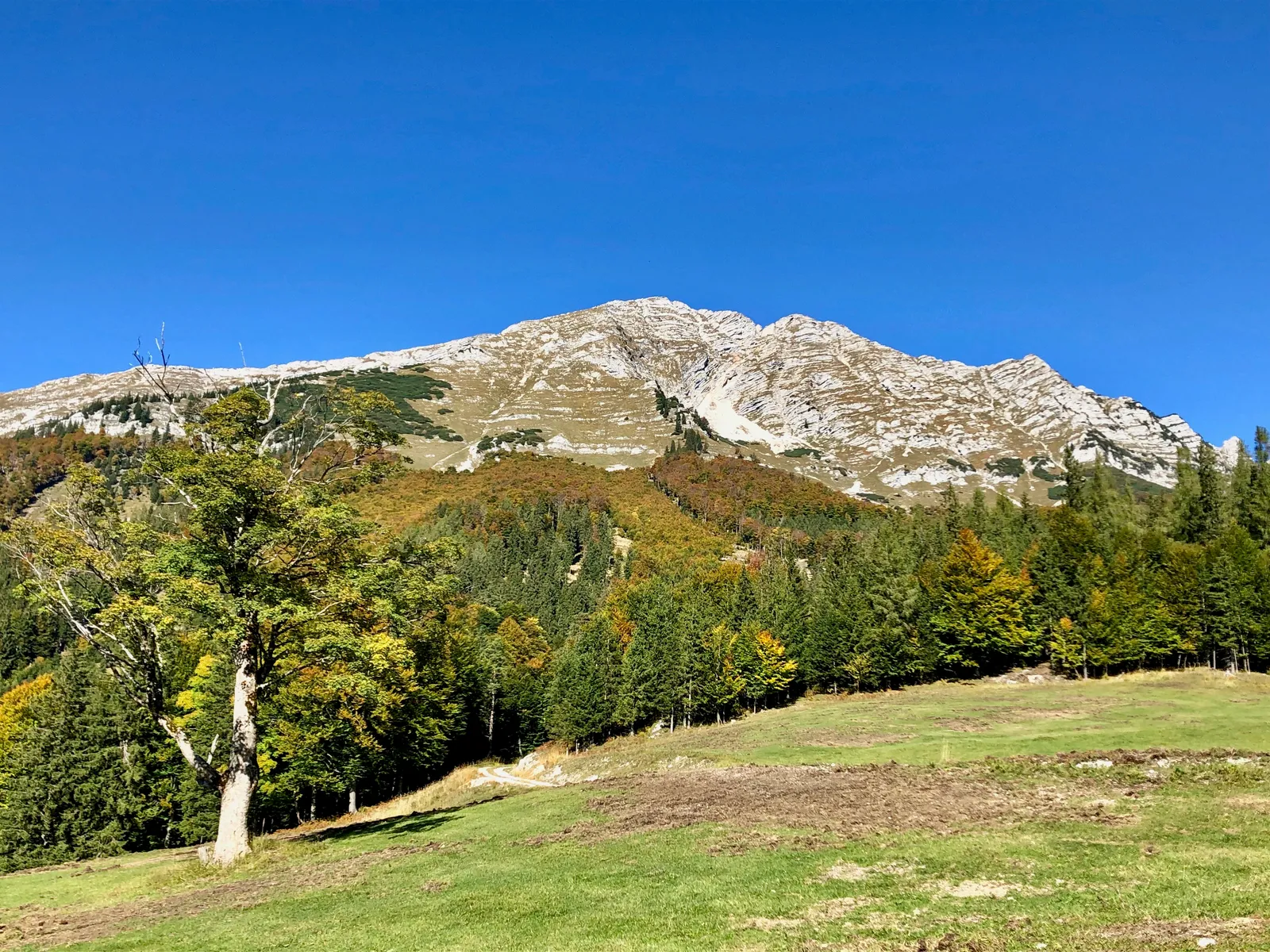 Blick über grüne Wiesen und Mischwald auf den Ötscher mit kahlem, felsigem Gipfel unter blauem Himmel