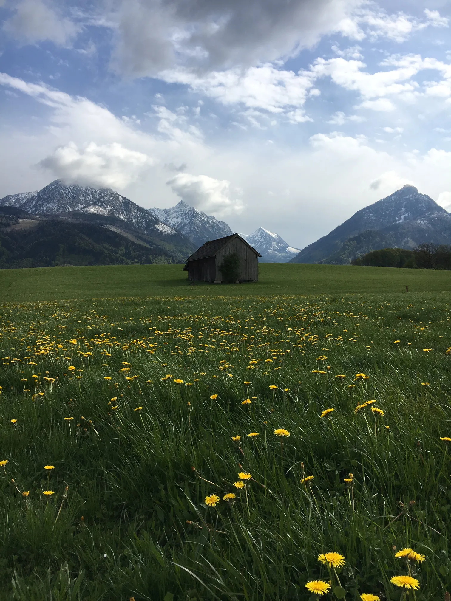 Grüne Almwiese mit gelben Löwenzahnblüten vor schneebedeckten Alpengipfeln unter teilweise bewölktem Himmel
