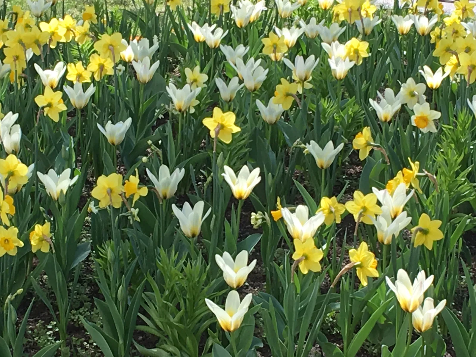 Blütenfeld mit gelben Narzissen und weißen Tulpen in grünem Laub, Frühlingsboten in voller Blüte