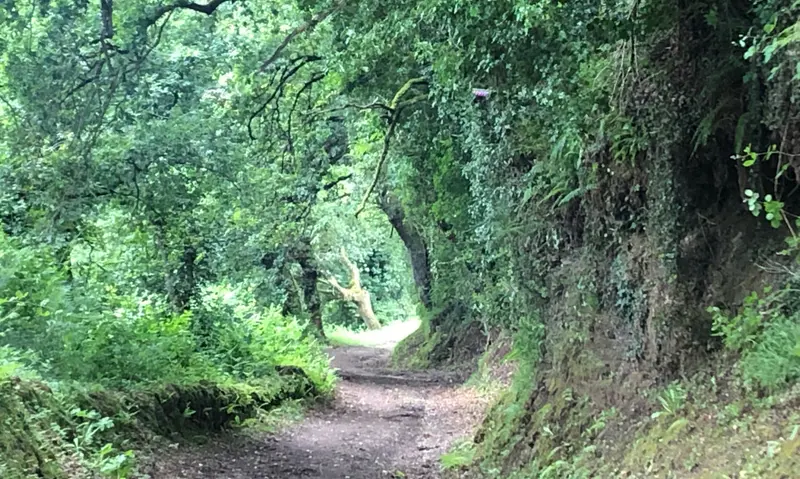 Schmaler Wanderweg durch grünen Wald mit hochgewachsenen Bäumen und üppiger Vegetation, der in die Ferne führt