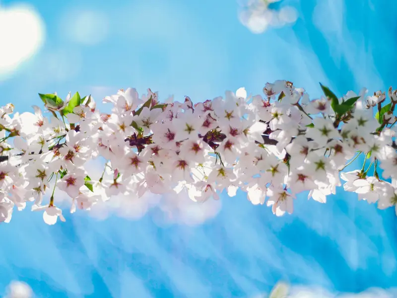 Weiße und zartrosa Blüten eines Obstbaums vor strahlend blauem Himmel mit weißen Wolken, Frühjahrserwachen