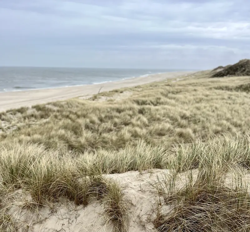 Dünenlandschaft mit Strandhafer an der Nordseeinsel, Blick auf Strand und Meer unter bewölktem Himmel