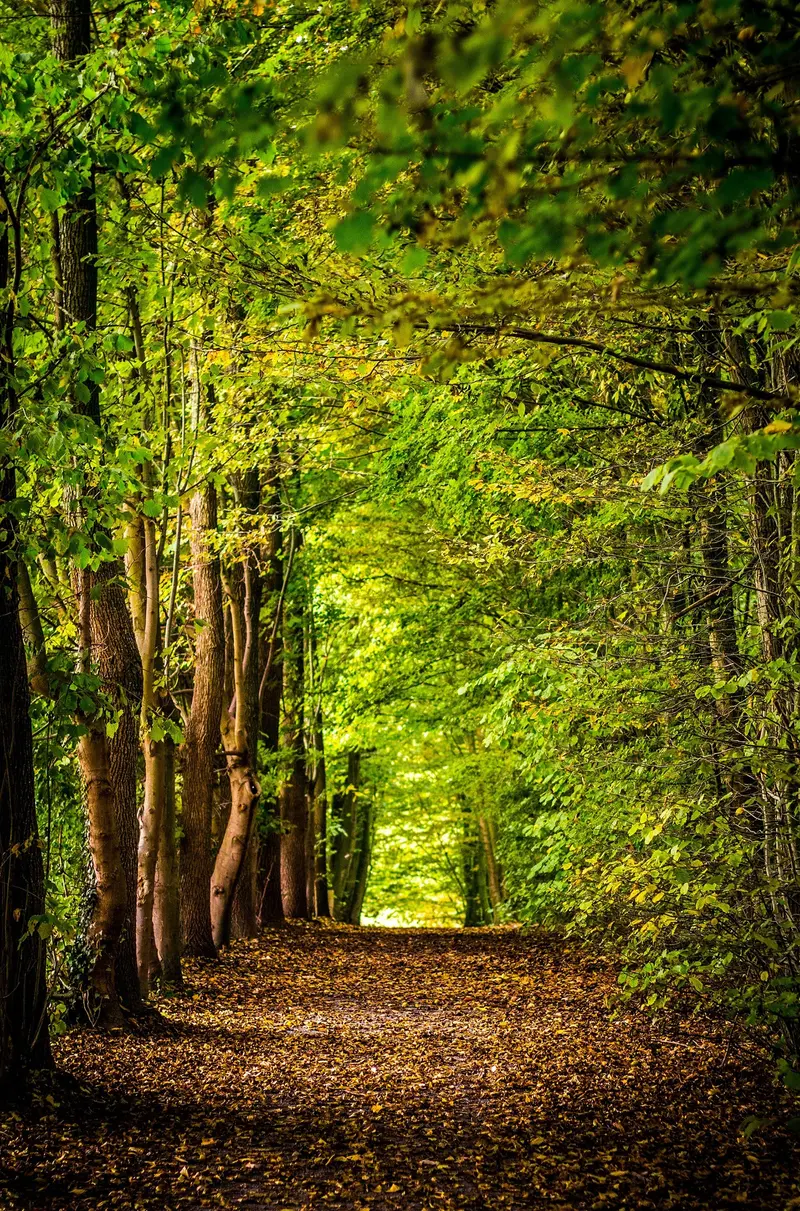 Baum-gesäumter Waldweg mit hellem Ausblick in der Ferne, Laub am Boden, grünes Blätterdach, friedliche Waldatmosphäre