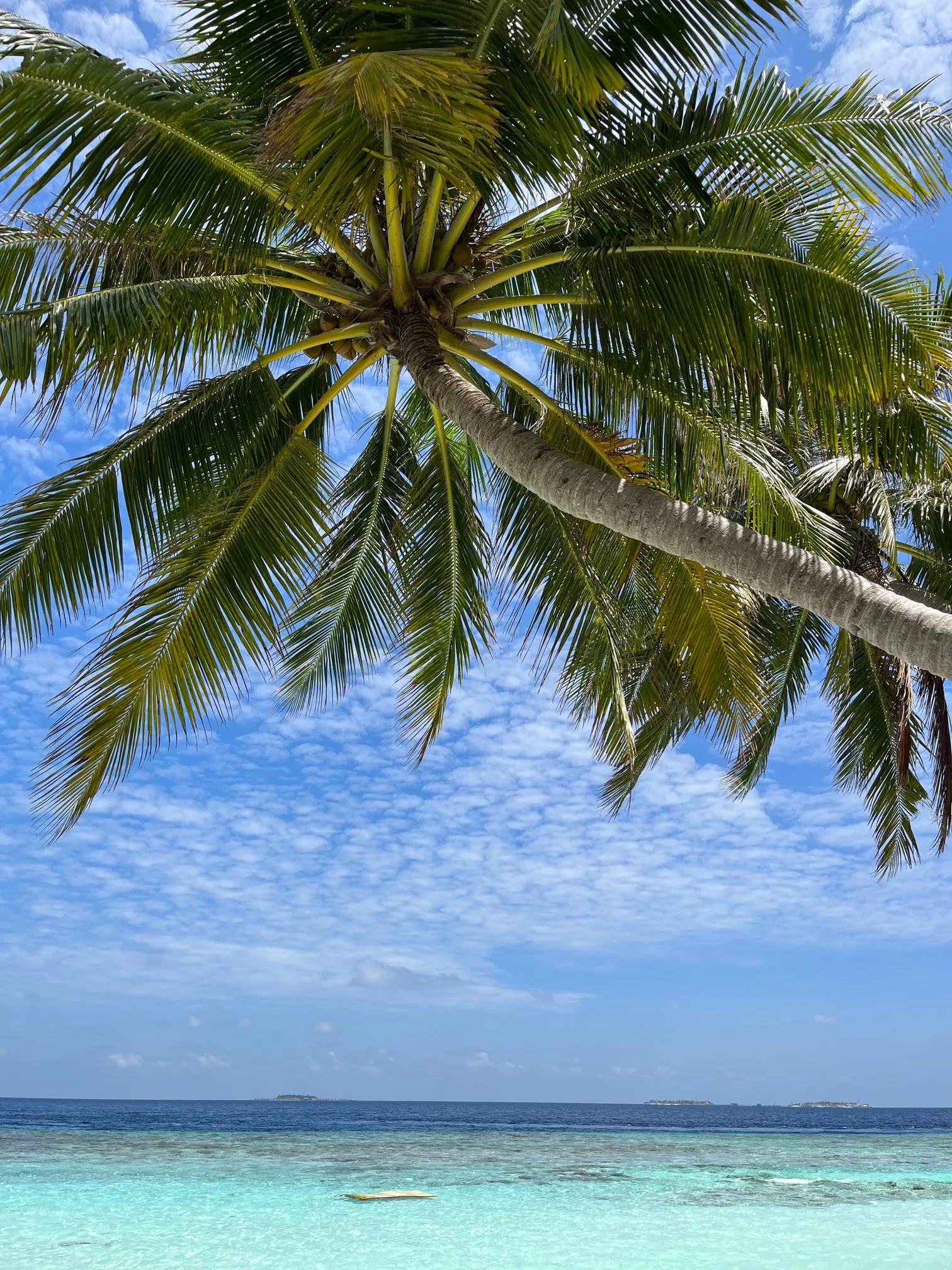 Blick nach oben auf eine Kokospalme mit grünen Wedeln vor türkisblauem Meer und wolkenlosem Himmel