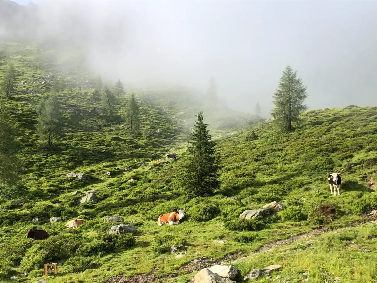Berglandschaft mit Nebel, grünen Almwiesen, verstreuten Felsen und Lärchen, zwei Wanderer und Kühe grasen in alpiner Bergwelt