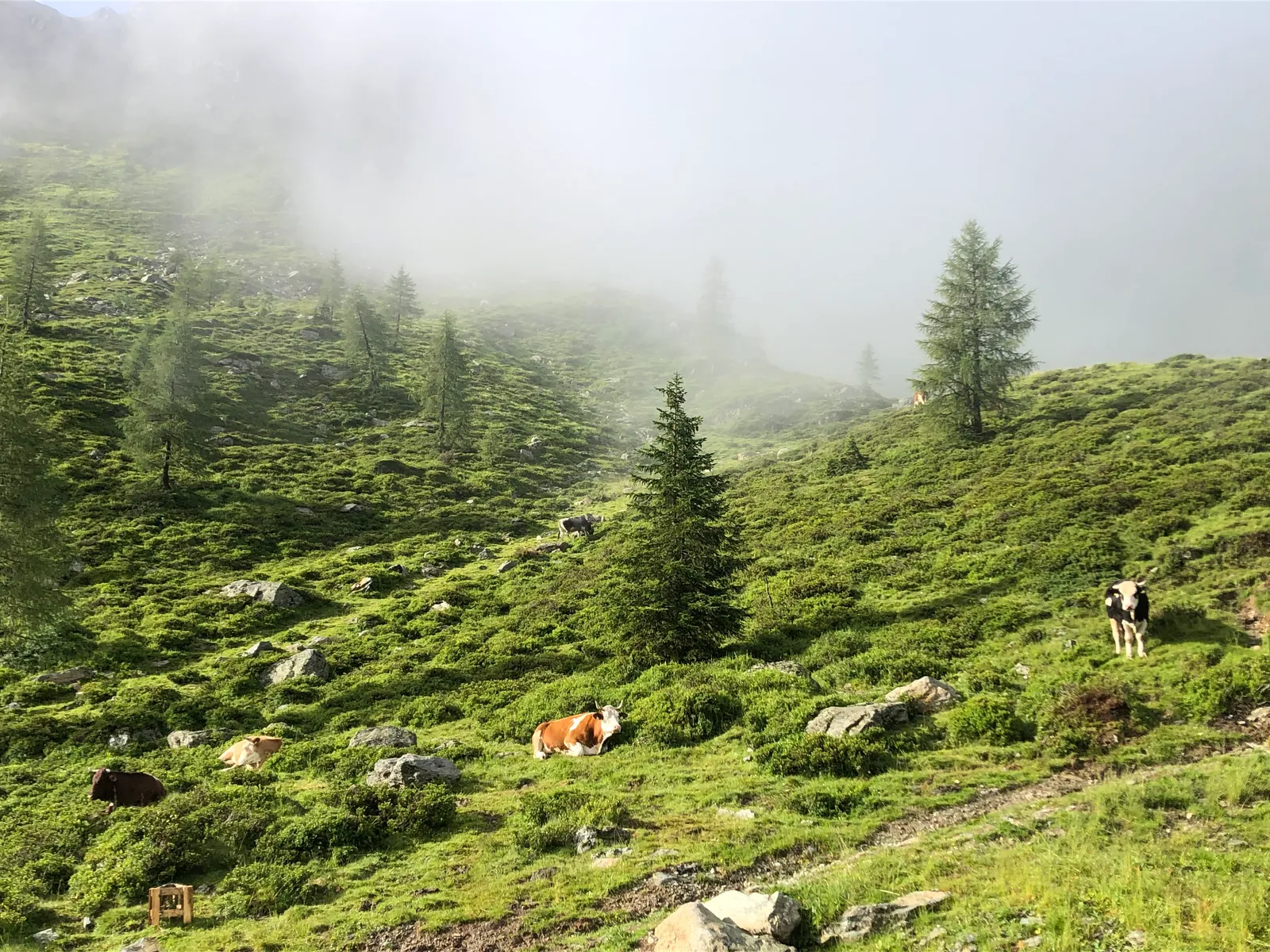 Berglandschaft mit Nebel, grünen Almwiesen, verstreuten Felsen und Lärchen, zwei Wanderer und Kühe grasen in alpiner Bergwelt
