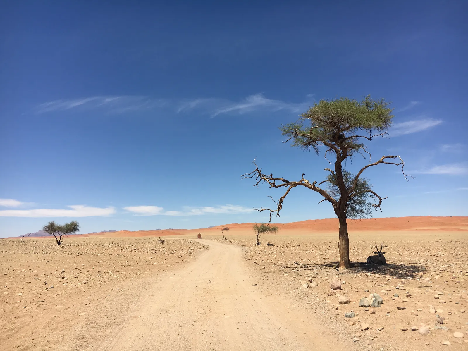 Sandpiste in der Wüste mit einzelnem knorrigem Baum, rötlichen Sanddünen im Hintergrund und klarem blauen Himmel