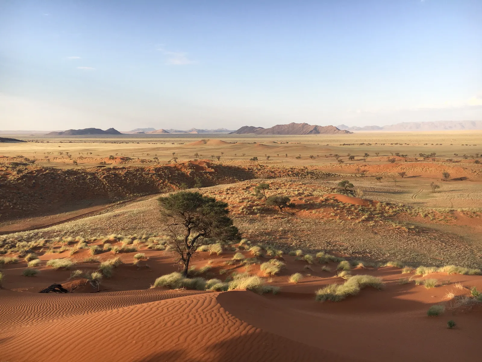Wüstenlandschaft mit vereinzelten Akazien, rötlichen Sanddünen und fernen Bergen unter klarem Himmel