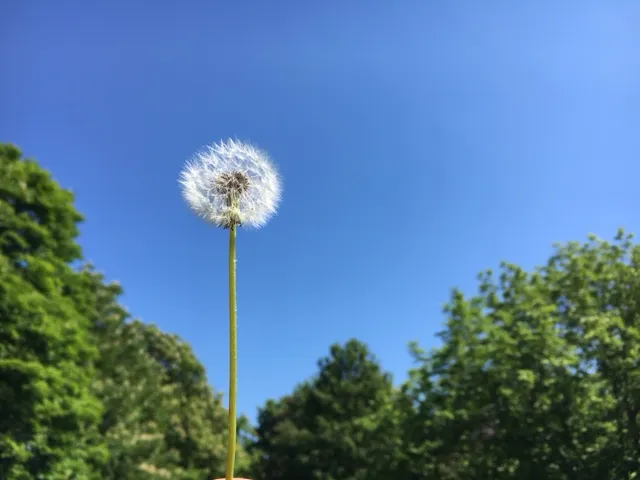 Löwenzahnblüte mit weißer Samenkapsel vor blauem Himmel und grünem Laubwerk