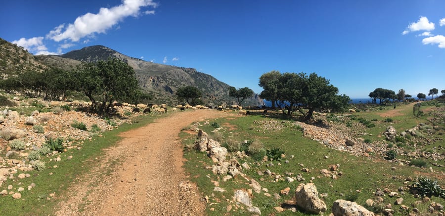 Wanderweg mit Schafherde und Blick aufs Meer